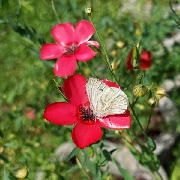 Schmetterling auf Lein