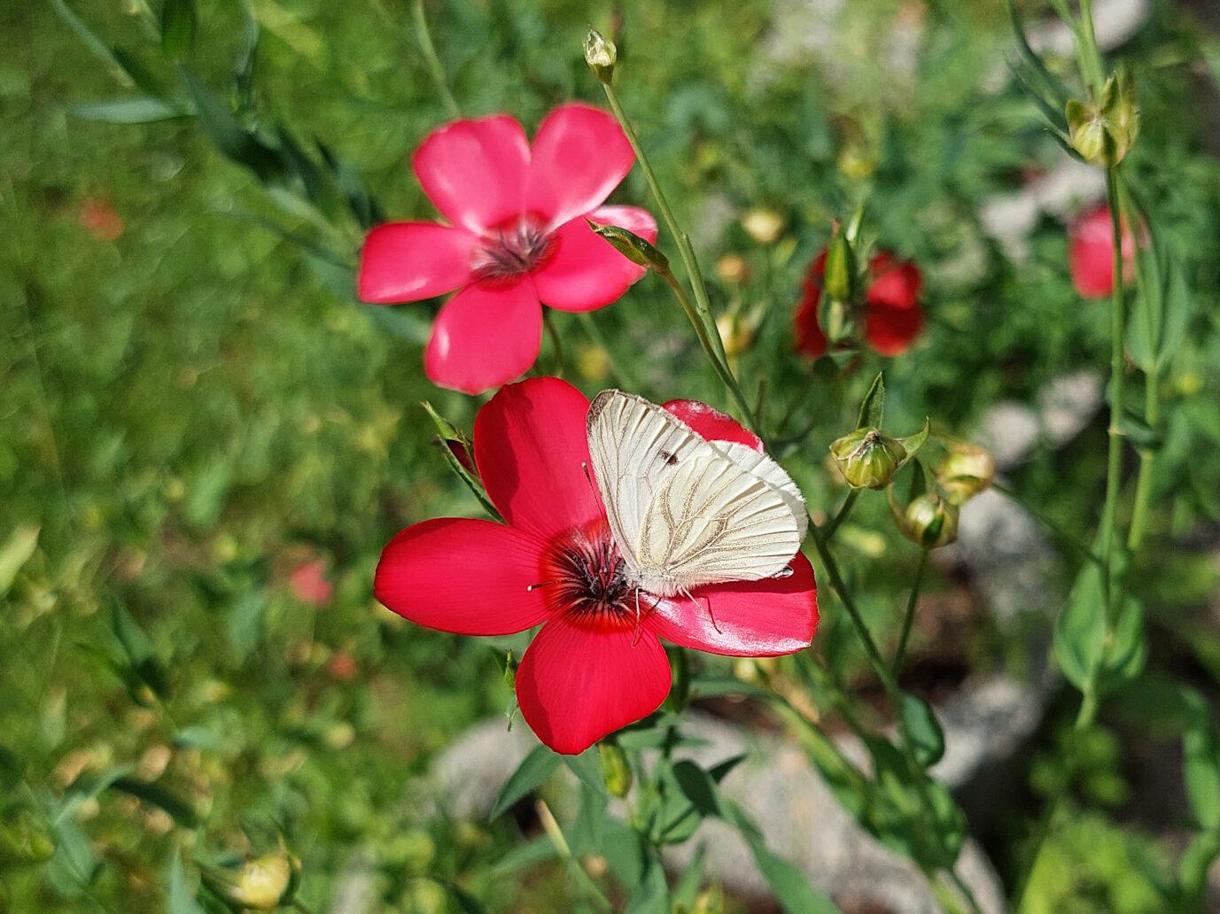 Schmetterling auf Lein