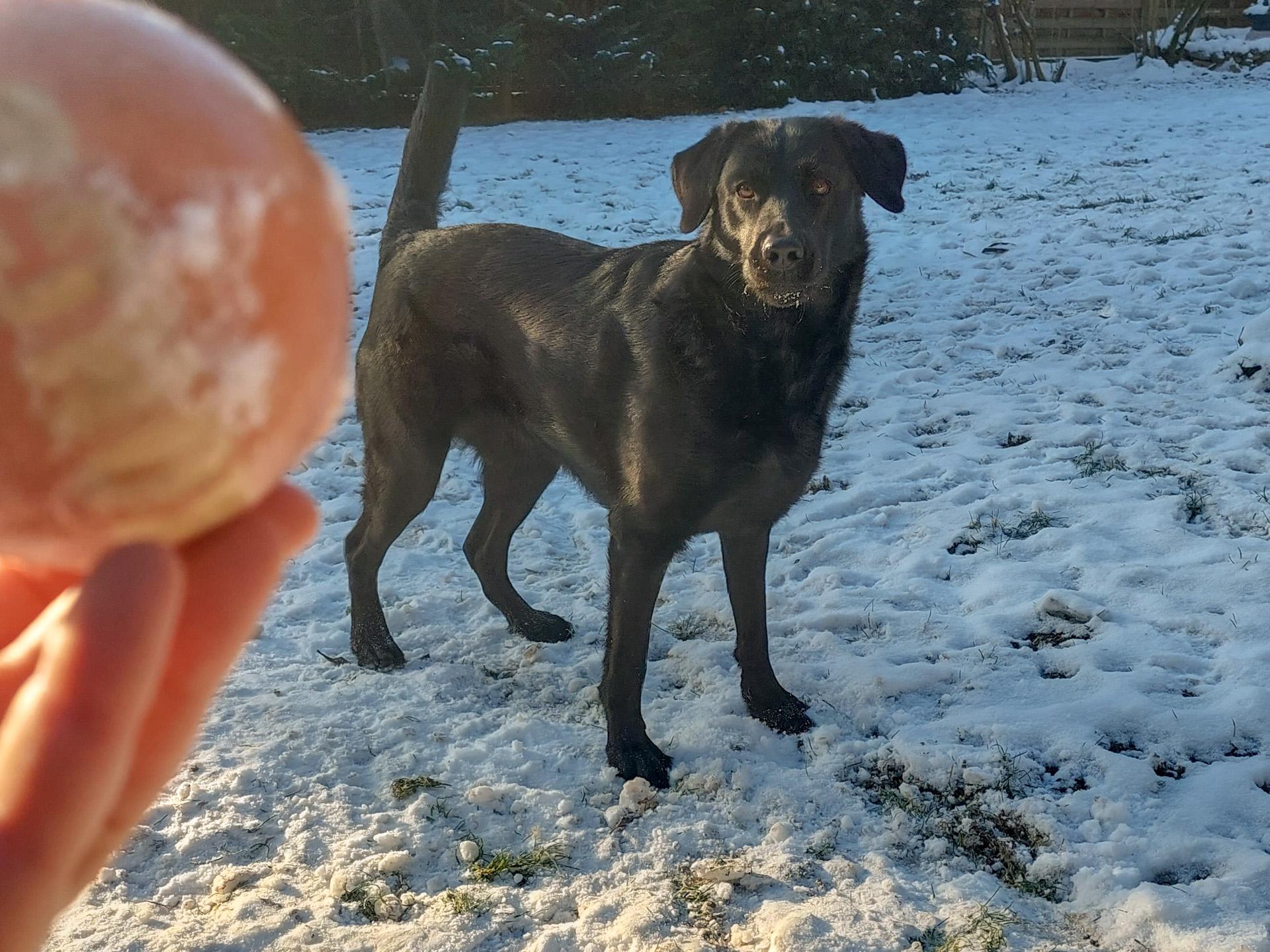 Der beste Ball für Hunde